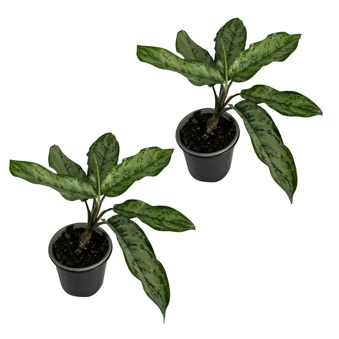 Aglaonema Silver (2pack) by LEAL PLANTS ECUADOR | Chinese Evergreen