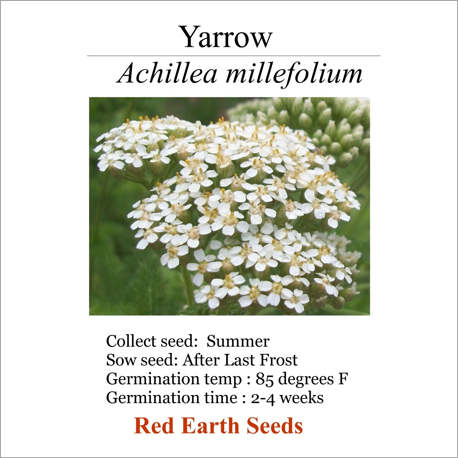 Yarrow – 10 seed heads – Achillea millefolium
