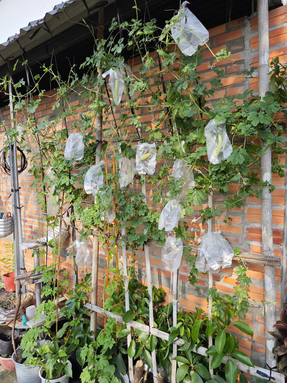 White Skin Bitter Gourd seeds, Heirloom, Asian Vegetable by Mai’s Family