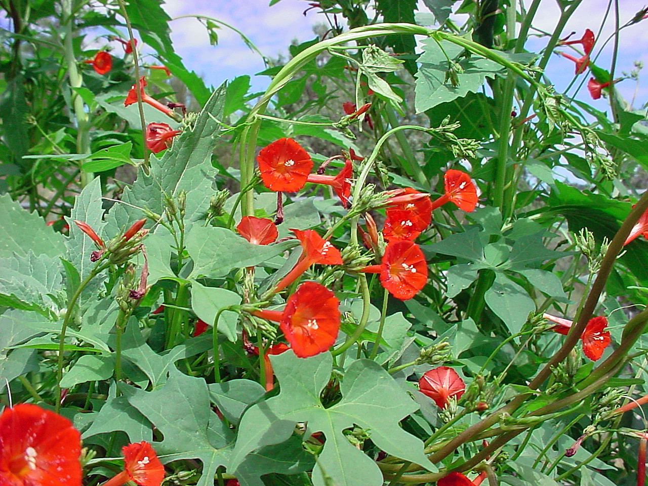 Scarlet Morning Glory Seeds | Ipomoea O Hara Garden Vining Red Flower Seed 2024