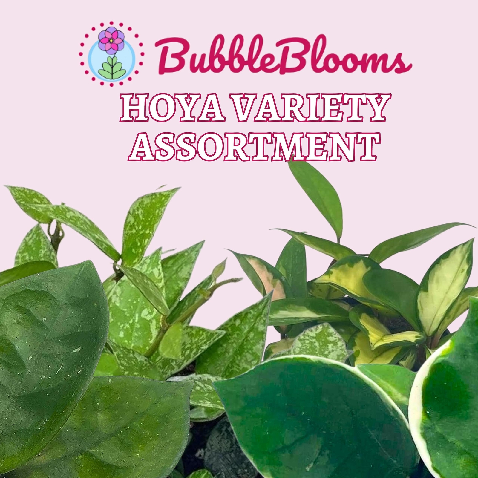Hoya Variety Assortment Plant Set, Hindu Rope, Varigated Australis, Lisa, Pubica