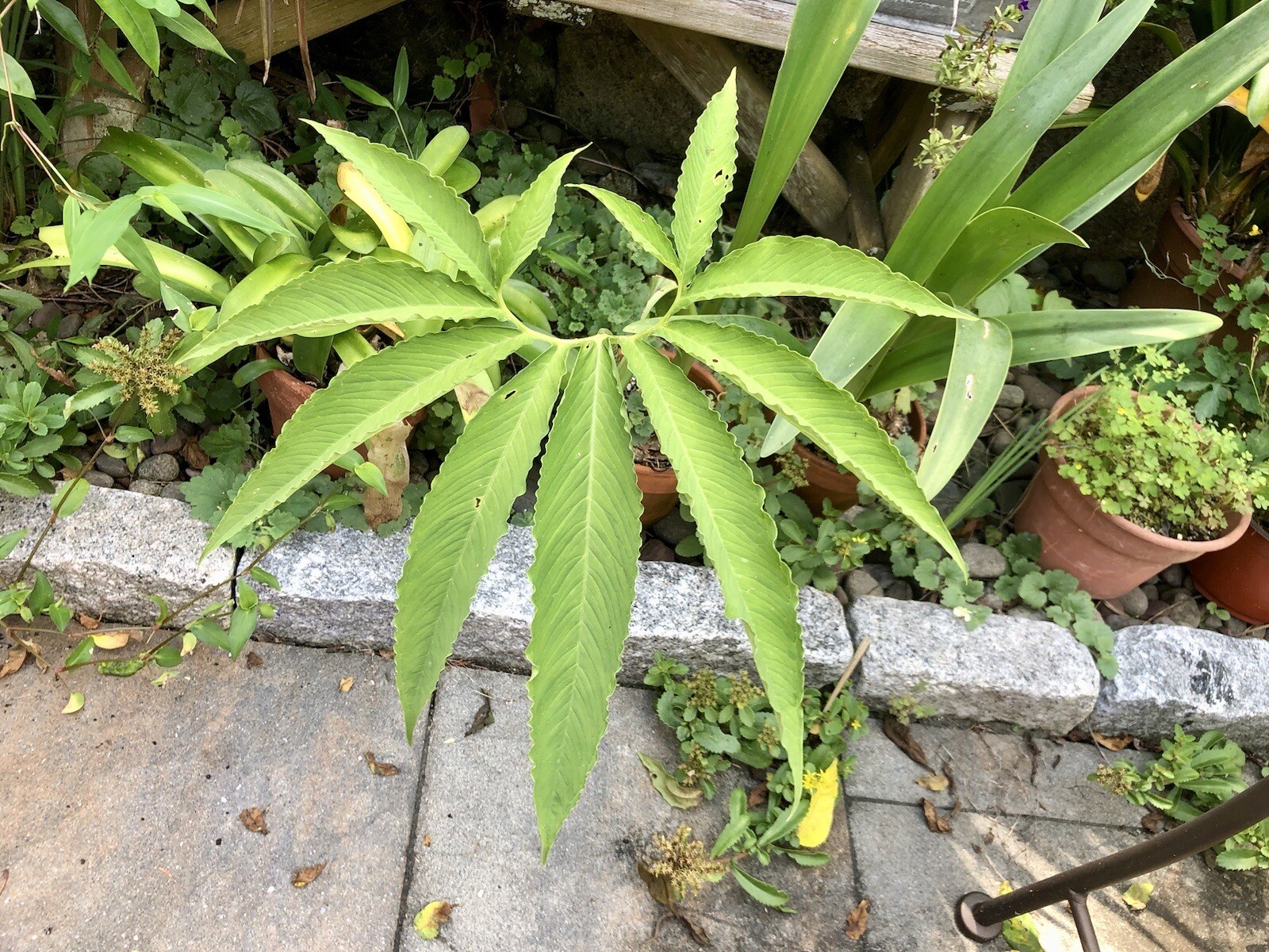 2 SAUROMATUM VENOSUM , Voodoo Lily (Amorphophallus, Arisaema)