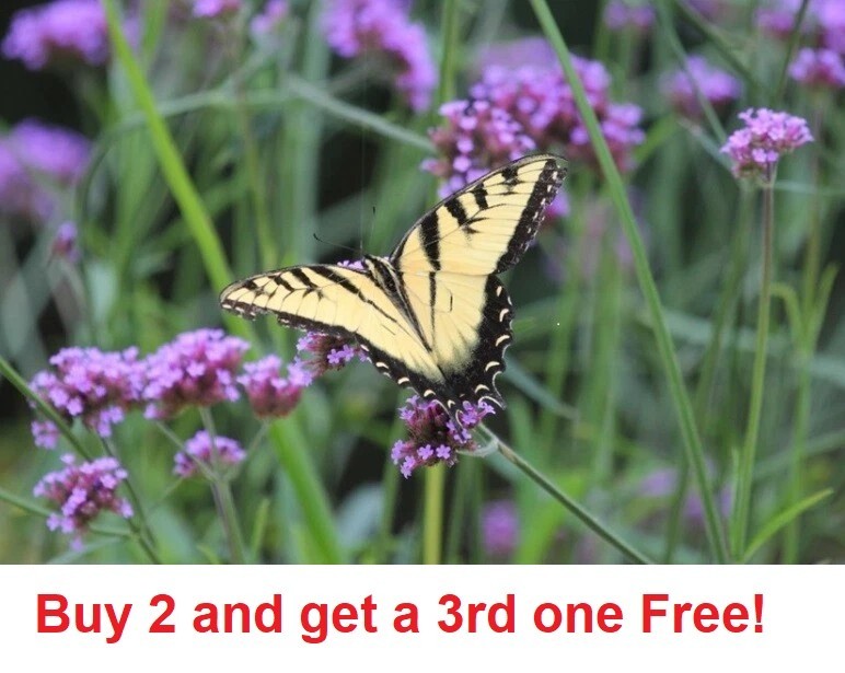 1000 plus seeds – PURPLETOP VERVAIN VERBENA bonariensi Seeds