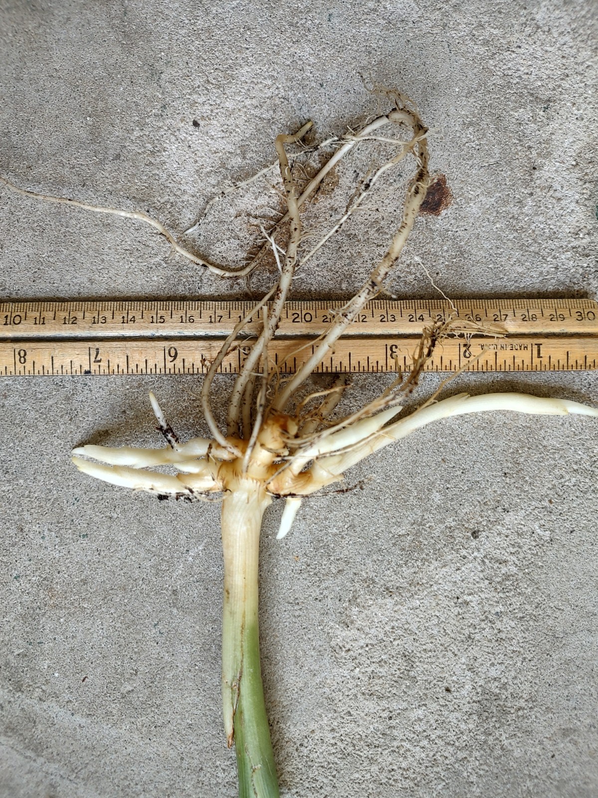 Zingiber Mioga ‘Silver Arrow’ (Variegated)/Variegated Ginger