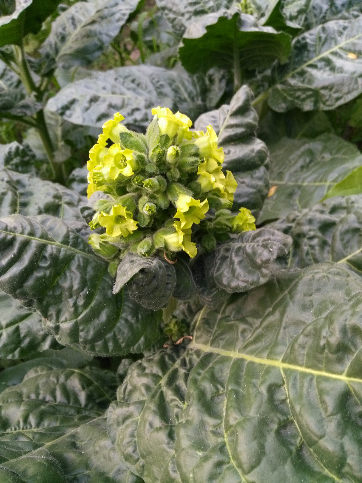 Ceremonial Indian TOBACCO 1000+ SEEDS NICOTIANA RUSTICA Mapacho Aztec Makhorka