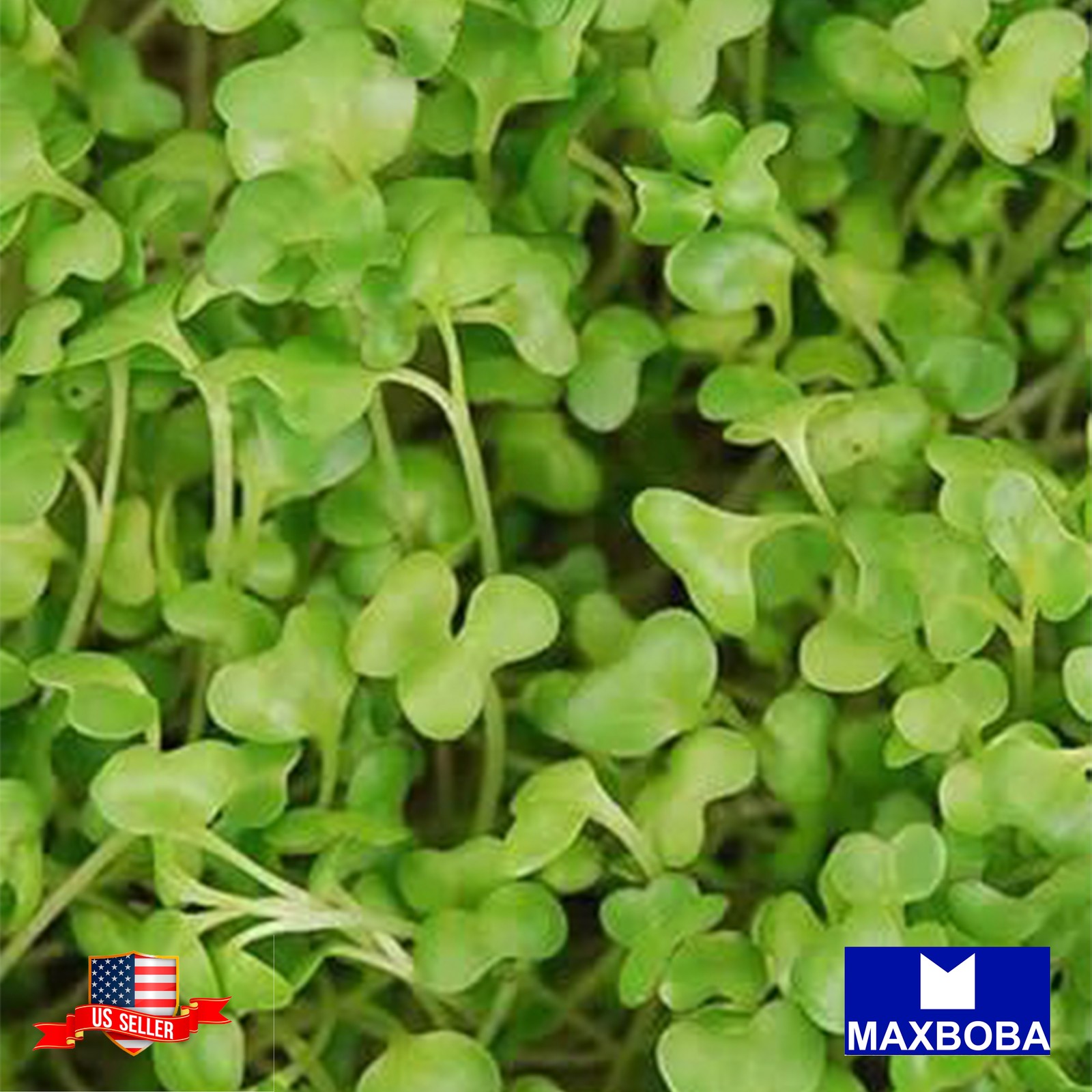 Cabbage Microgreens Seeds – Golden Acre 3200 Organic Non-GMO Heirloom