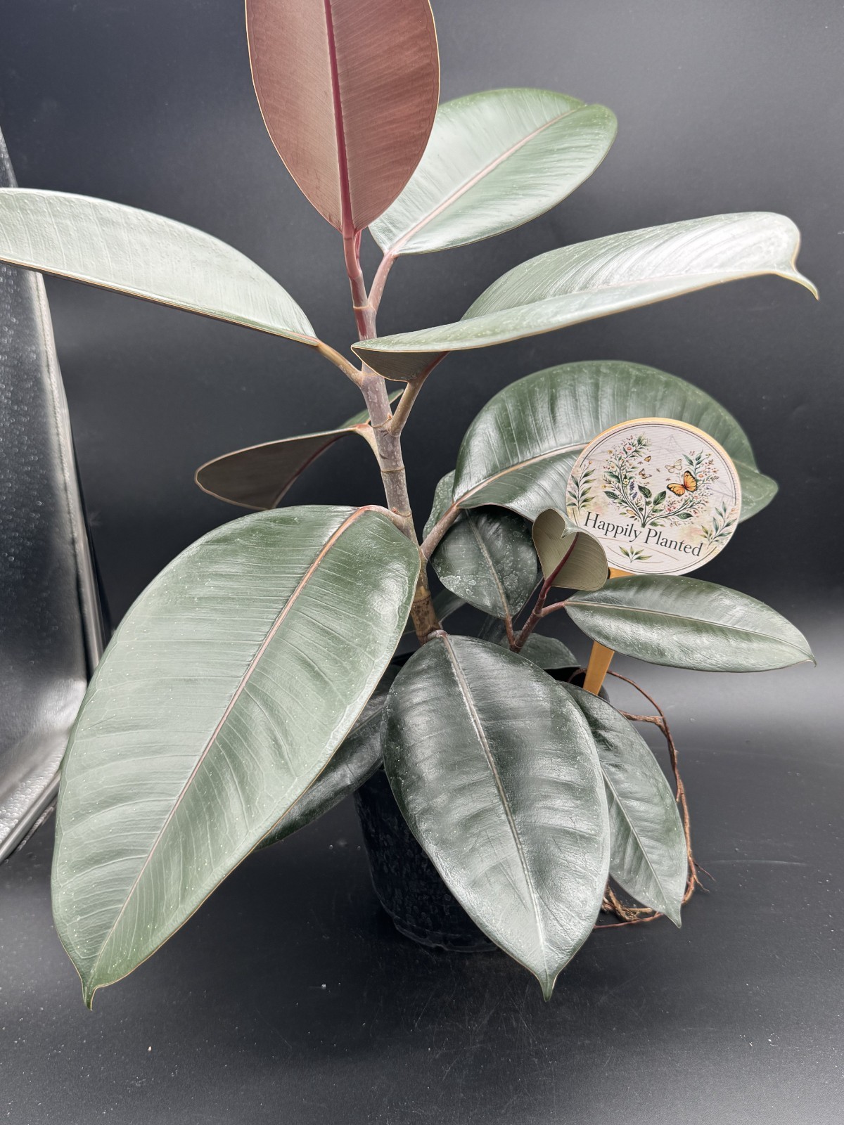 Ficus Burgundy – Exact Plant – 18″ tall – 6″ Pot – Free Shipping
