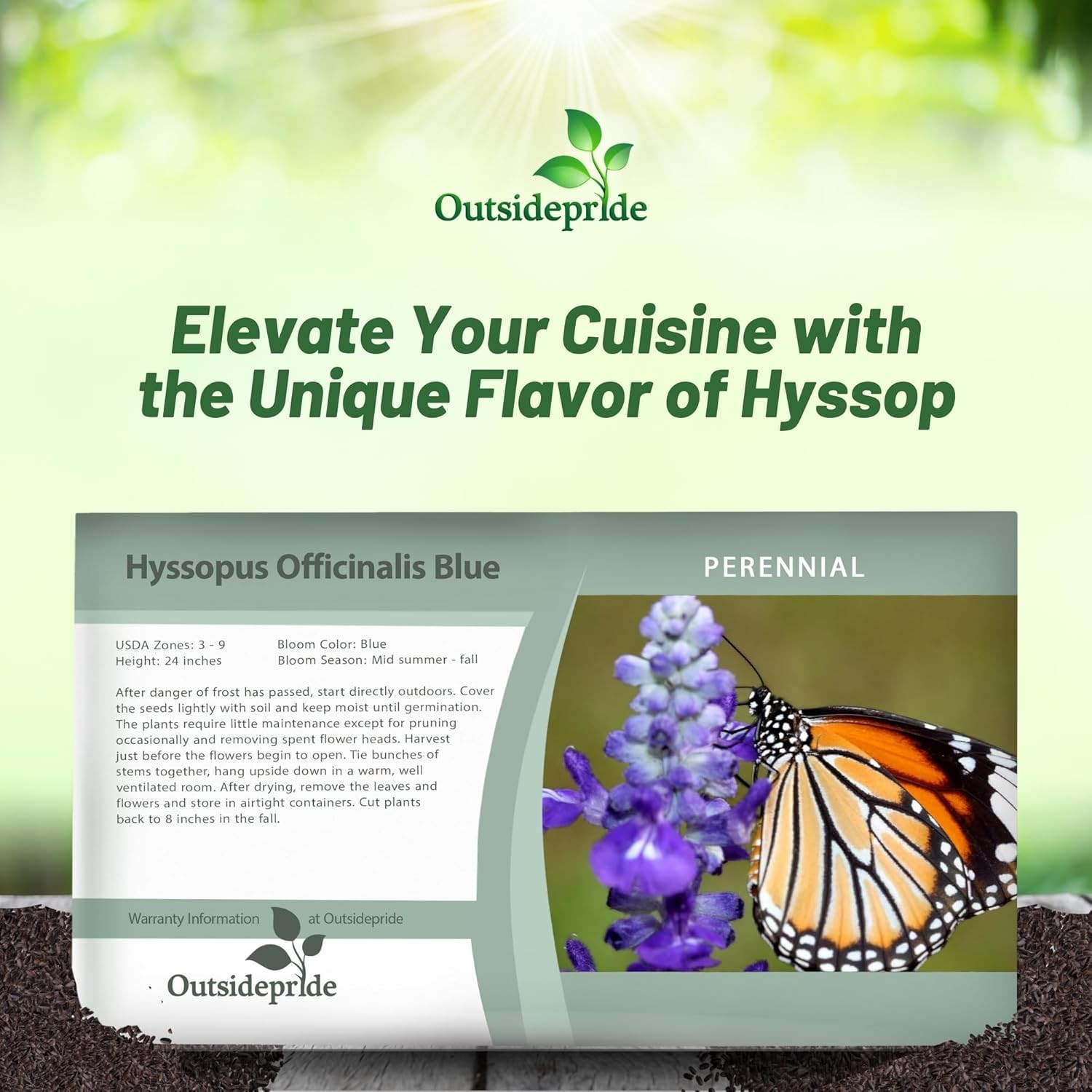 2000 Seeds Hyssop Seed – Blue Hyssopus Officinalis Herb Seeds
