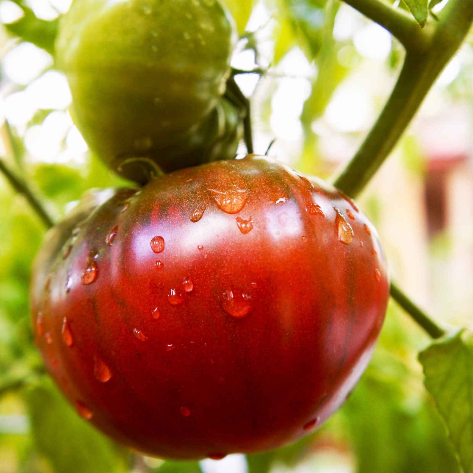 Purely Organic Tomato Seeds (Cherokee Purple) – approx 75 seeds, Purple,Red