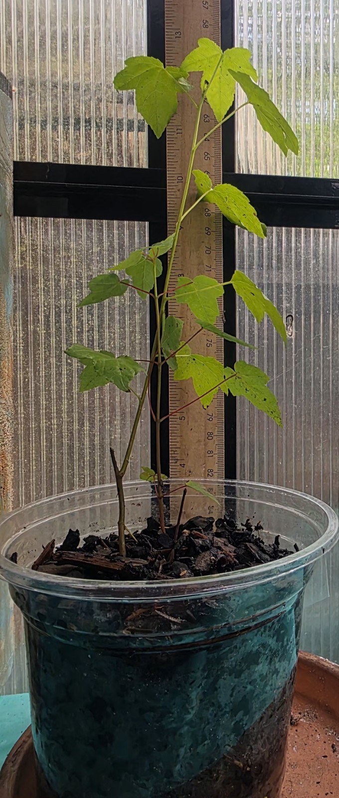 Sweetgum (Liquidambar) seedling plants fully rooted (Plant Only) Sizes Vary