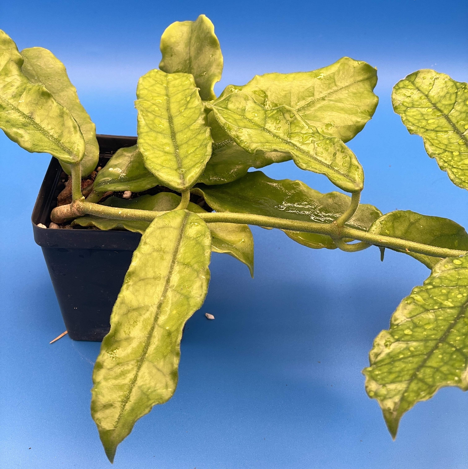 Hoya Globulosa Grown In 3.5″ Pots Very Healthy Velvet Fuzzy Leaves!
