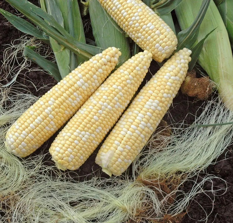 120+ Peaches and Cream Sweet Corn Seeds – Organic – Heirloom – Non Gmo — FRESH
