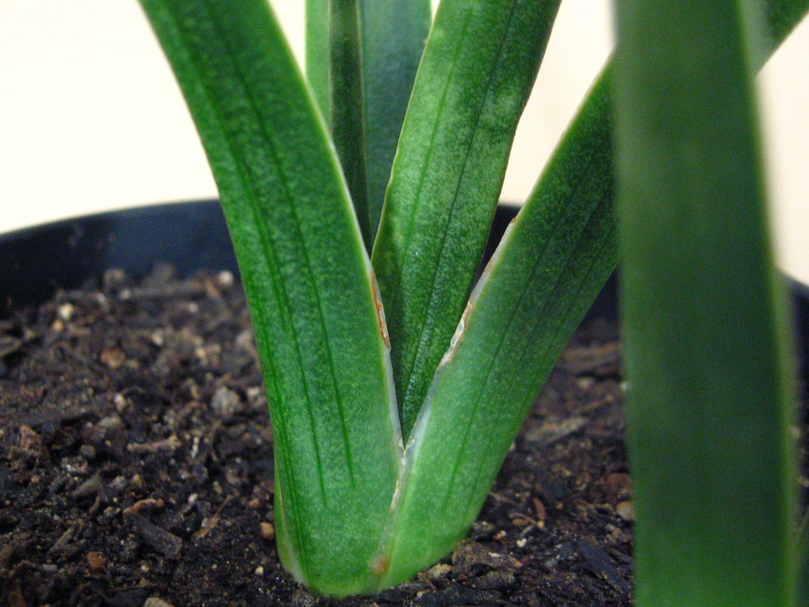 Sansevieria zeylanica (GC 81-37) —- Very Rare Succulent