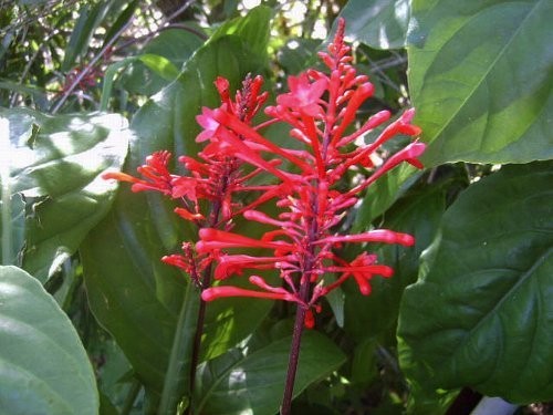 RED Firespike Plant Winter Bloom Florida Native Attracts Hummingbirds Butterfly