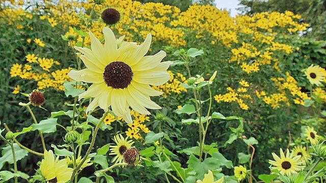 Helianthus annuus | Italian White | 5 Seeds