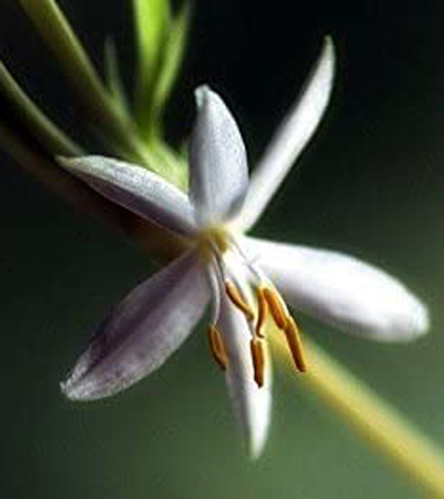 Spider Plant 10″ Height