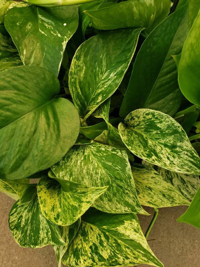 Marble Queen Pothos Vine – Devil’s Snake Ivy Plant – House – Easy Care Low Light