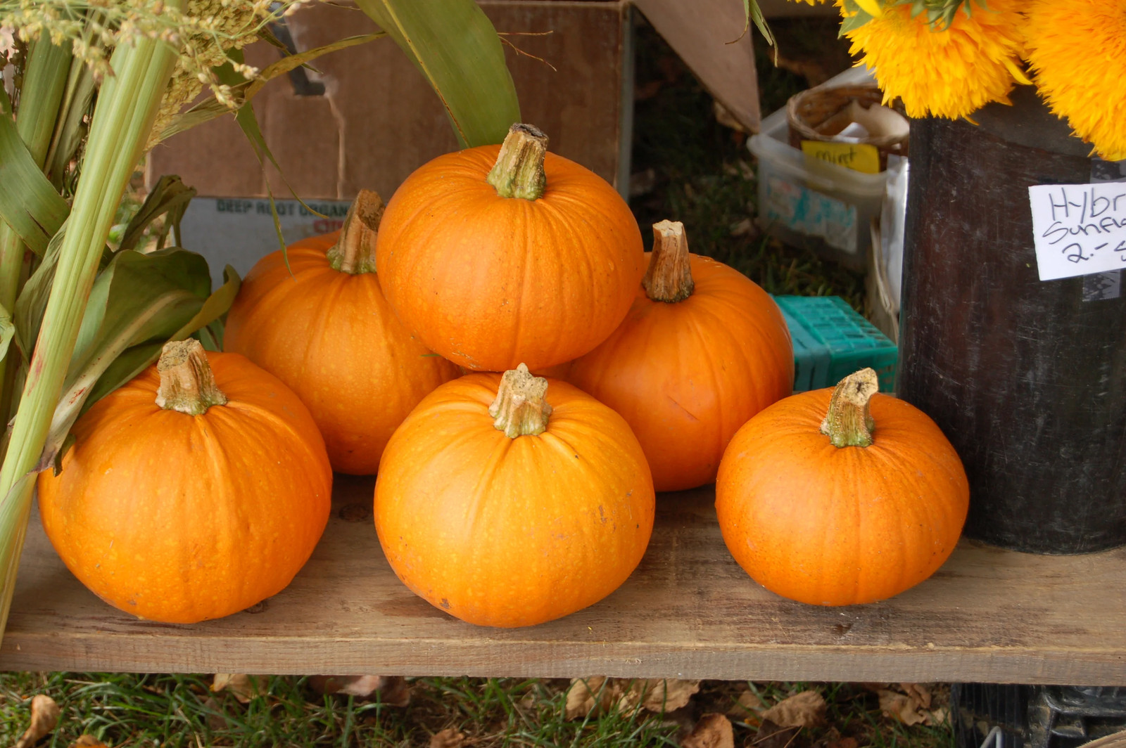 Jack-Be-Little and Wee-B-Little Mix Pumpkin Seeds | Mini Orange Untreated 2024