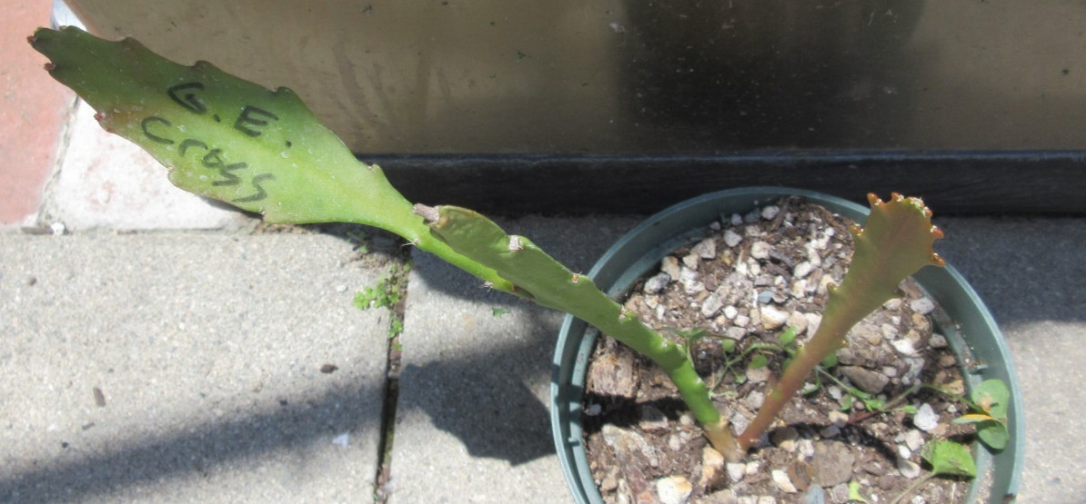 German Empress Cross red flowers epiphyllum 1 rooted plant #1