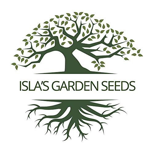 Hyssop Seeds (Hyssopus officinalis) – 1500+ Non-GMO & Heirloom Seeds by Isla’s