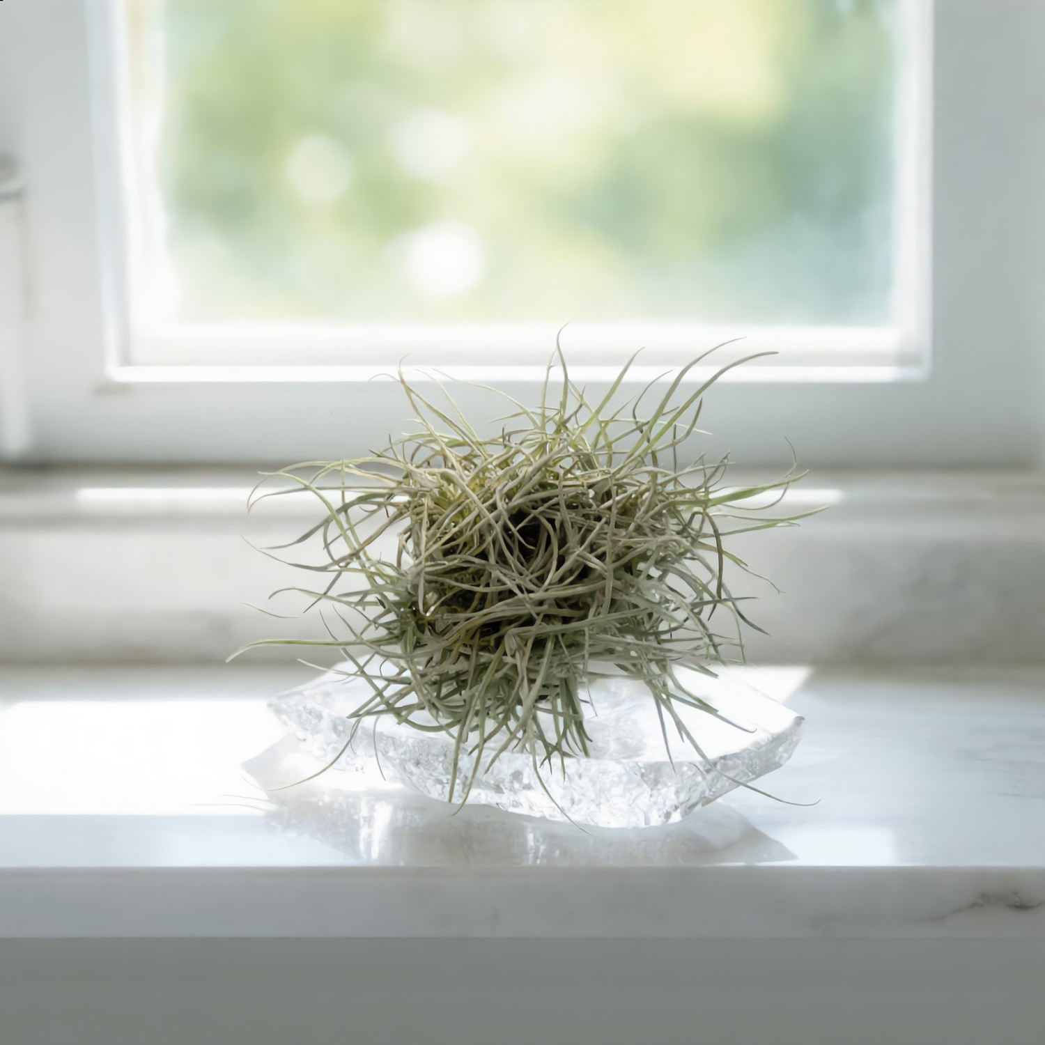 Live Air Plants (6 Pack) Tillandsia Recurvata – Texas Ball Moss – Small Ballmoss