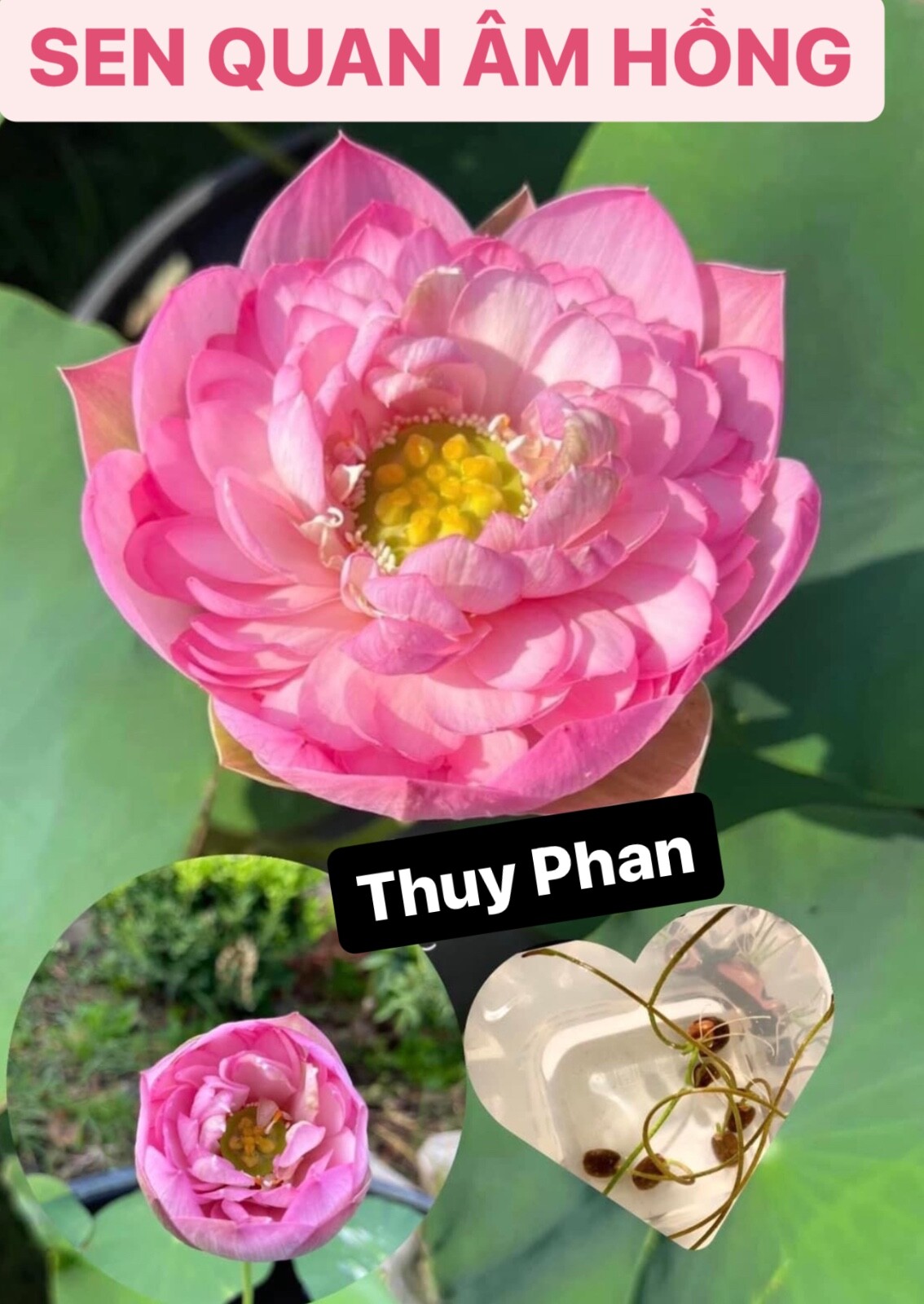 5 Lotus Seedings (Pink, Snow White, Royal, Guan Yin, Mini) – ready for potting