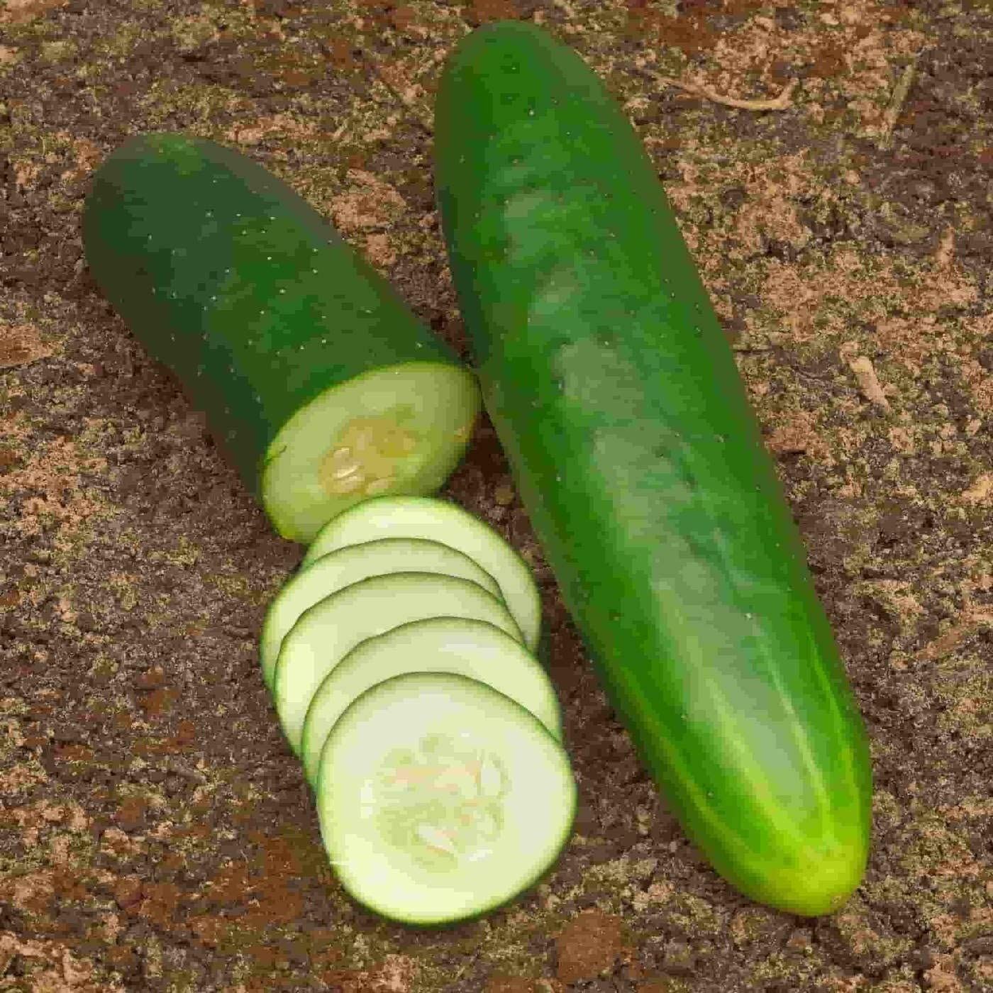 Cucumber Seeds, Straight Eight Cucumber Seeds, “COOL BEANS N SPROUTS” Brand. Non