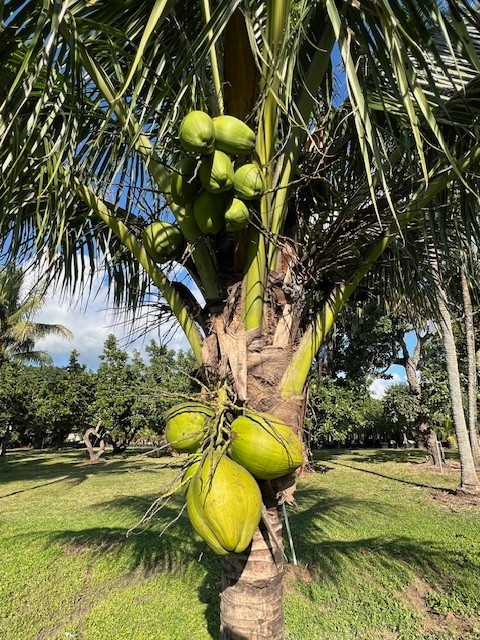 🌴 Green Malayan Dwarf Coconut Palm Live Plant- 1.5ft-2.5ft – Florida Grown