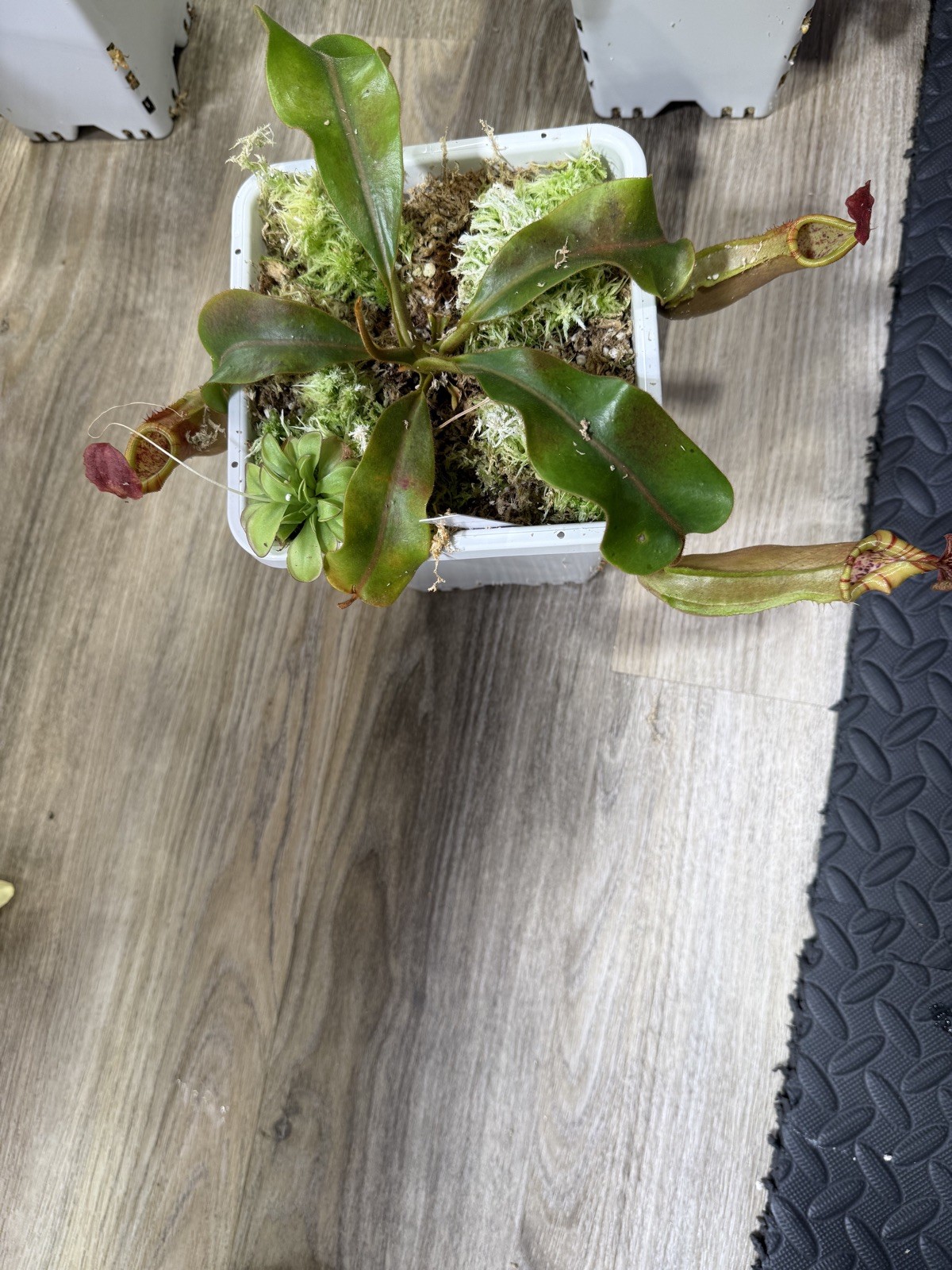 Nepenthes Vetchii Kelabit Highlands x S.O.M. x L.V.B.
