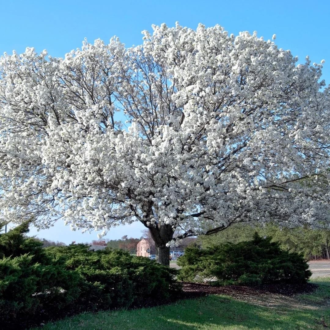 3 White Flowering Dogwood Trees Live Plants, 12-24 Inch Tall, Dormant