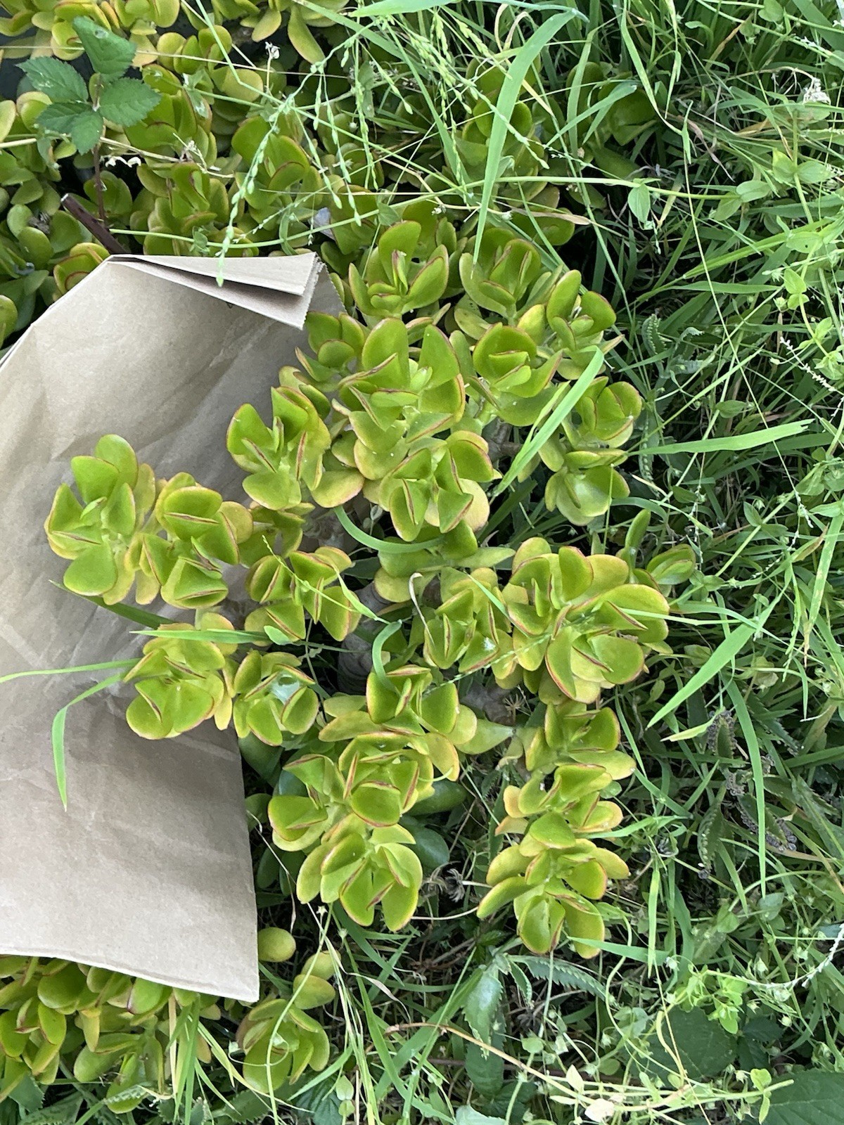 Healthy lush green Crassula Ovata Jade Plant cluster, Rooted 19” tall with roots