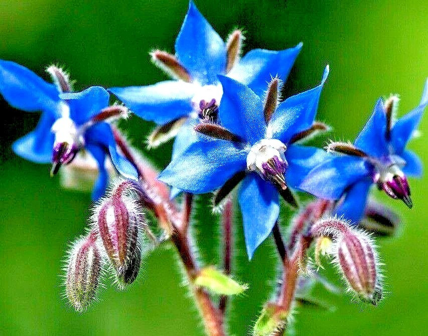 1000+ Borage Herb Seeds — Pest Repellent — Heirloom — NON GMO — FRESH