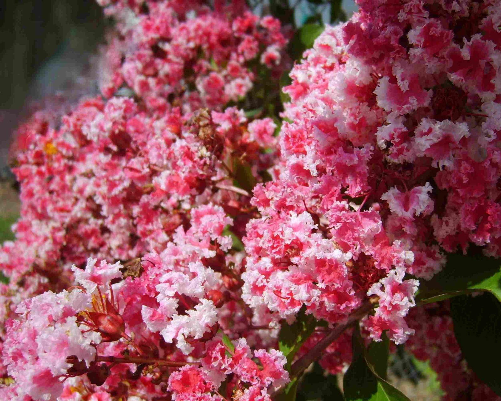 Peppermint Lace Crape Myrtle Pink White Flowering Tree Shrub Live Plant