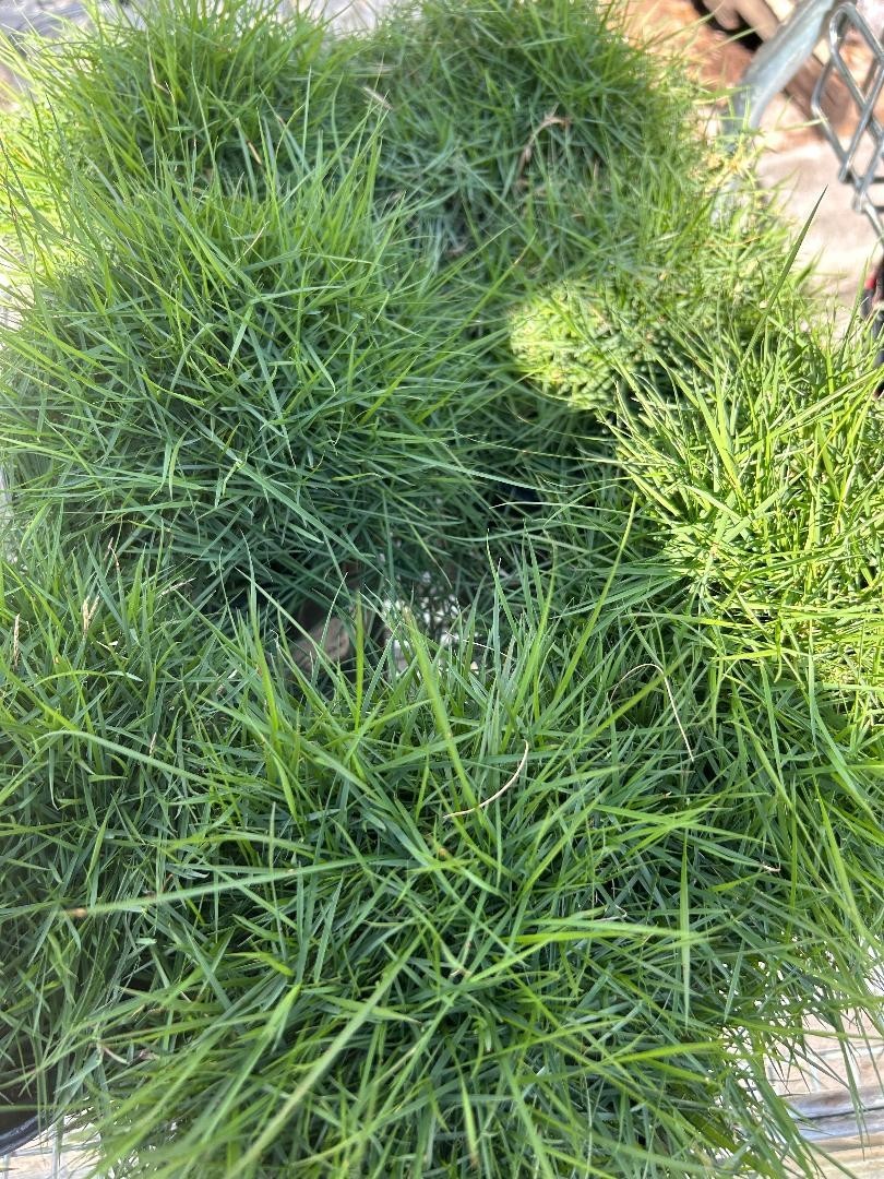 Rare Zoysia tenuifolia, also known as Korean Grass,- as pictured- very limited