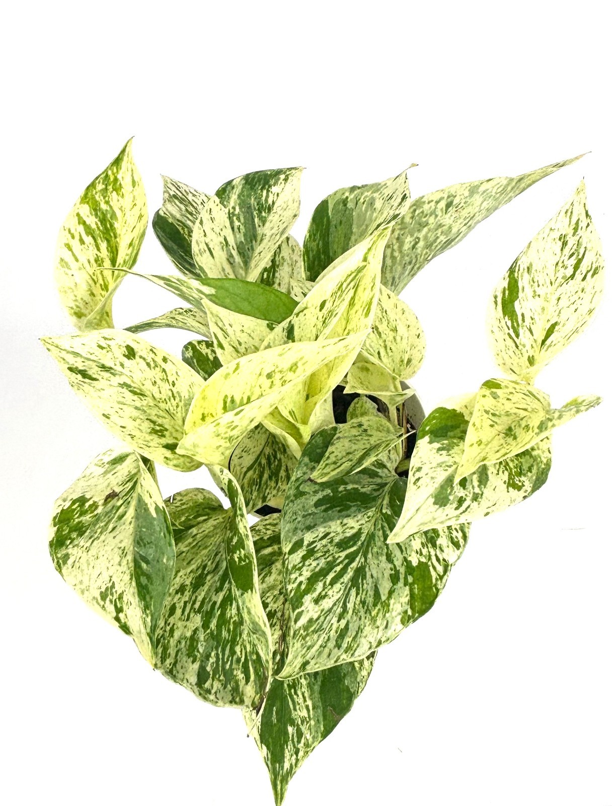 Snow Queen Pothos Epipremnum Aureum Easy Air Purifying House Plants, 4″ pot