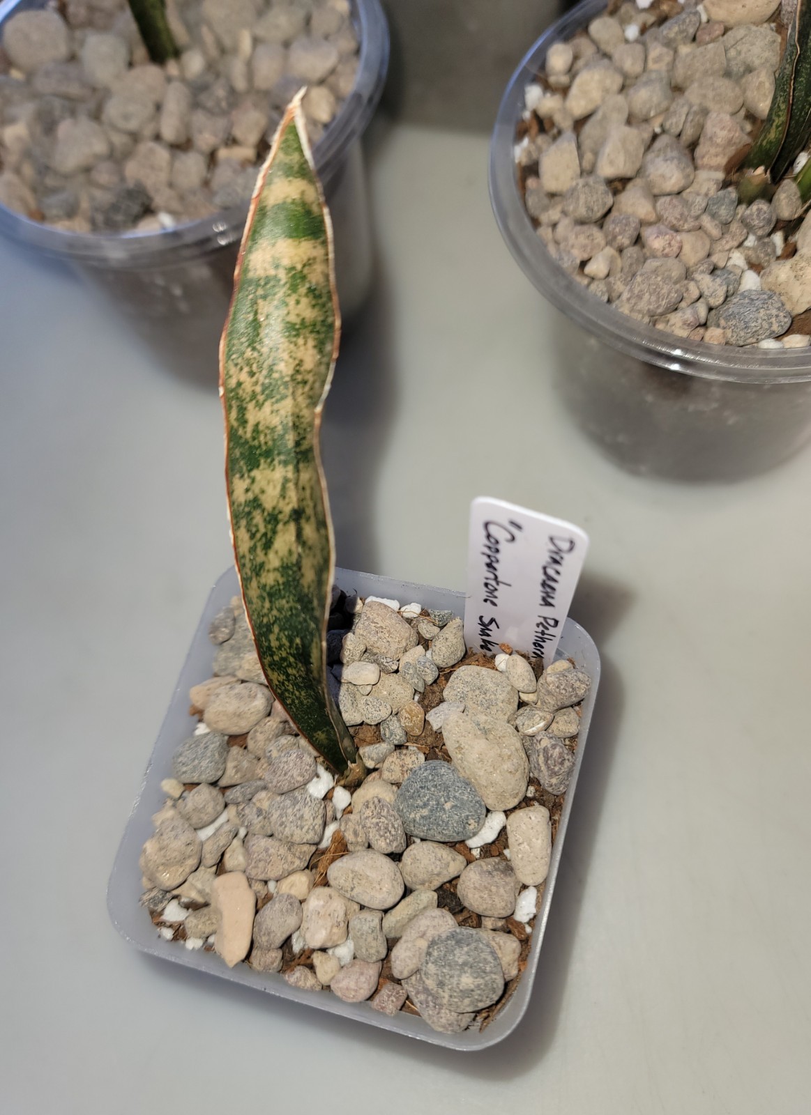 Live Rooted 5″ Dracaena Pethera var. Pulchra “Coppertone” Snake Plant In 3″ Pot
