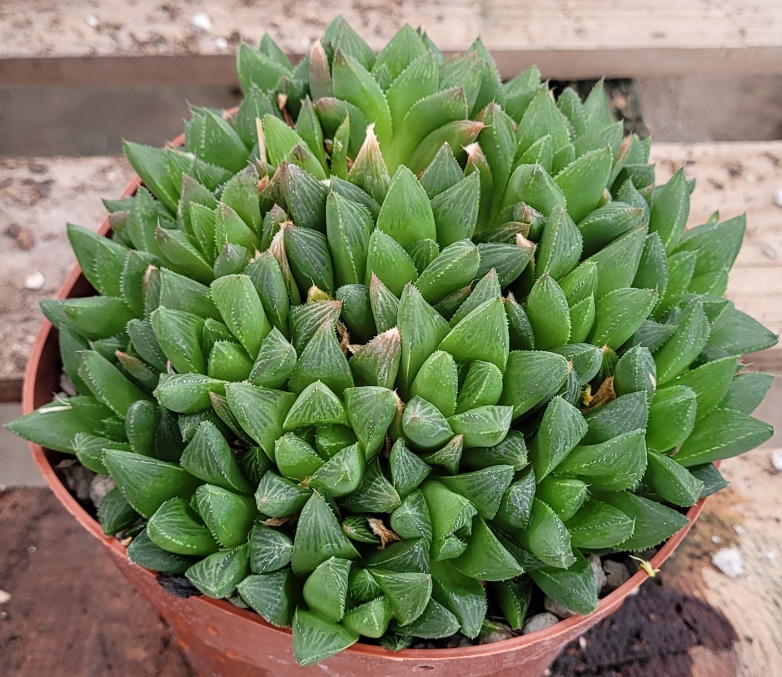 Haworthia Retusa Cluster 6″ Pot Size – Bare Root