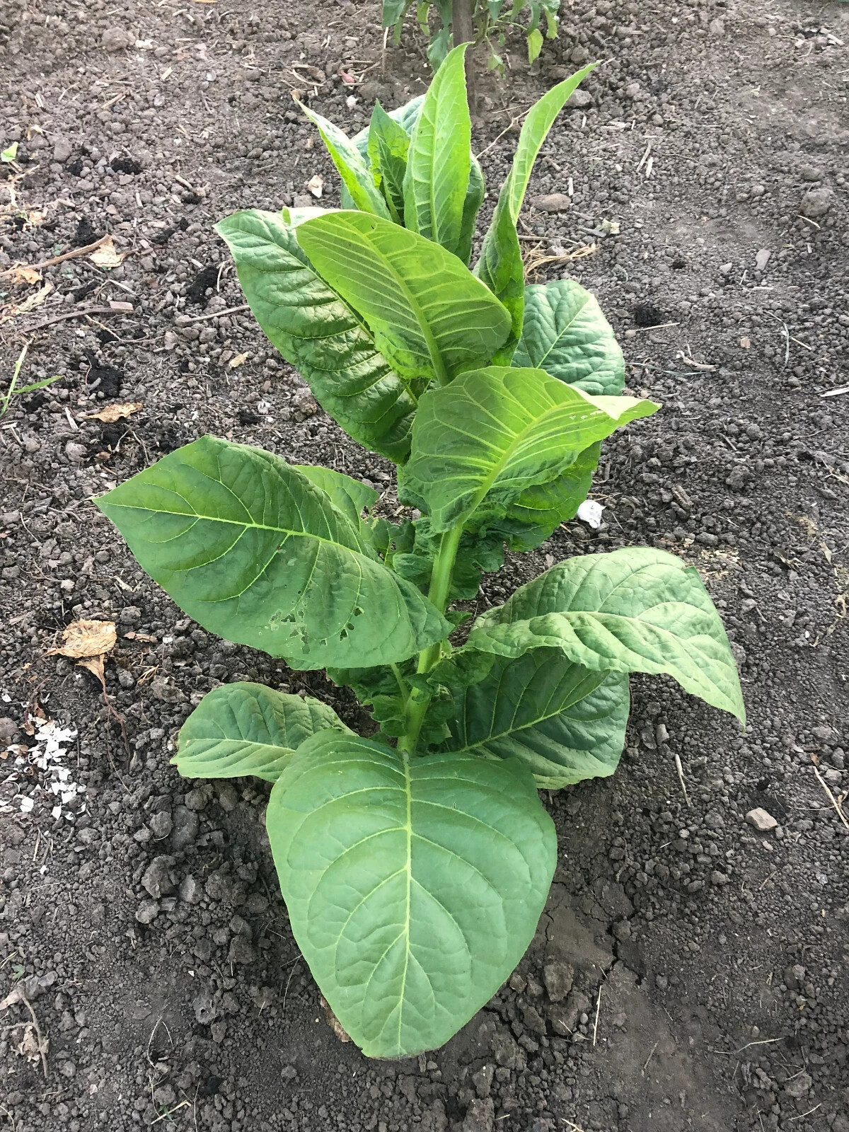 Criollo-98 Tobacco Seeds approx. 100 Non-GMO Free Shipping No Tracking Read Desc