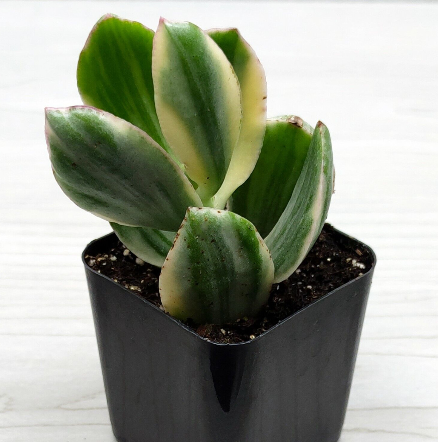 Succulent Plant – Crassula Ovata Jade Plant Variegated – Live Plants In 2″ Pot