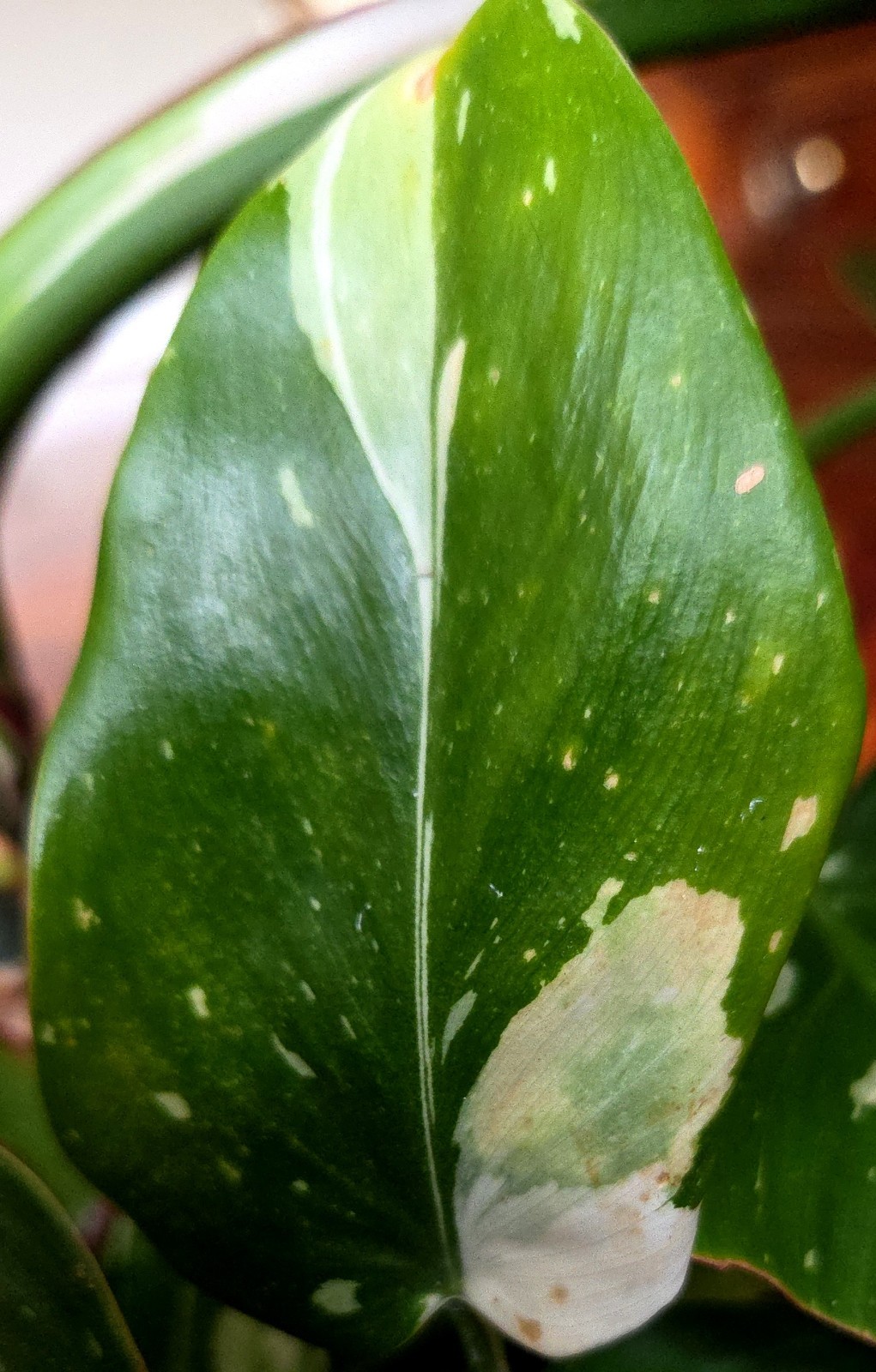 Rare Philodendron White Princess Tricolor 25″ Tall w/ Pups Not Aroid Anthurium