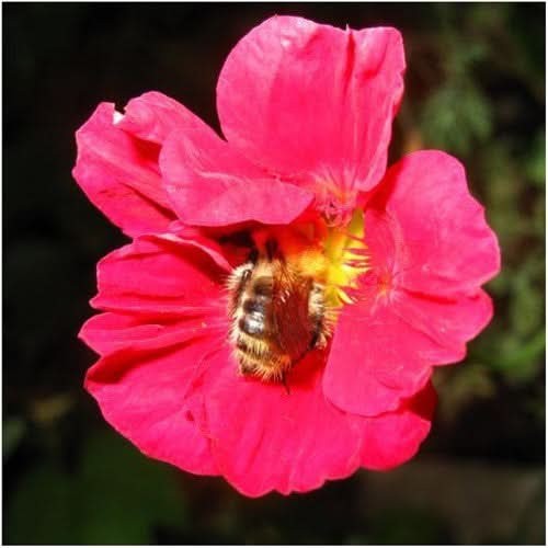 Cherry Rose Nasturtium Seeds For Planting (Tropaeolum minus)