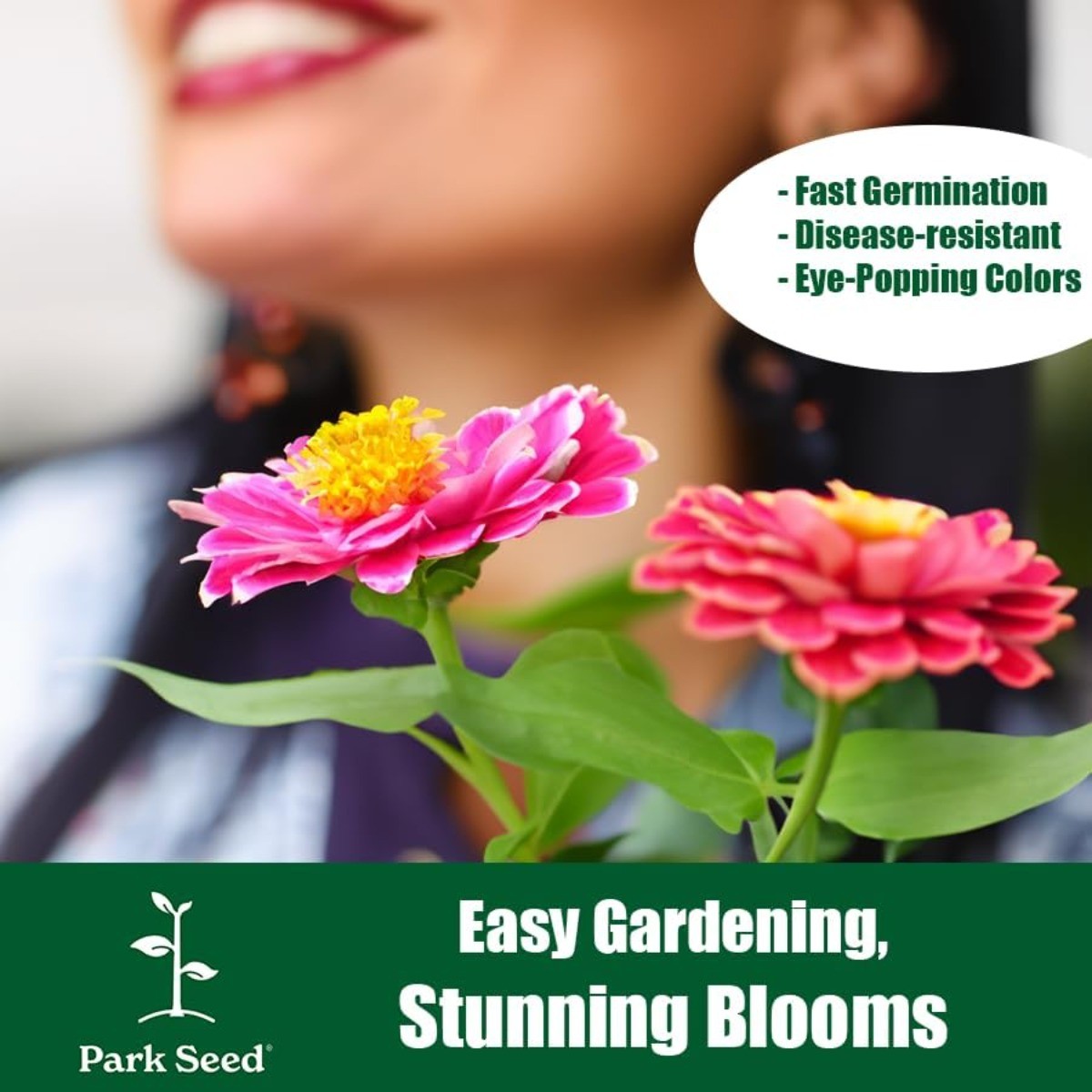 150 Mixed Zinnia Seeds Dwarf Annual Flower Garden Balcony High Germination Rate
