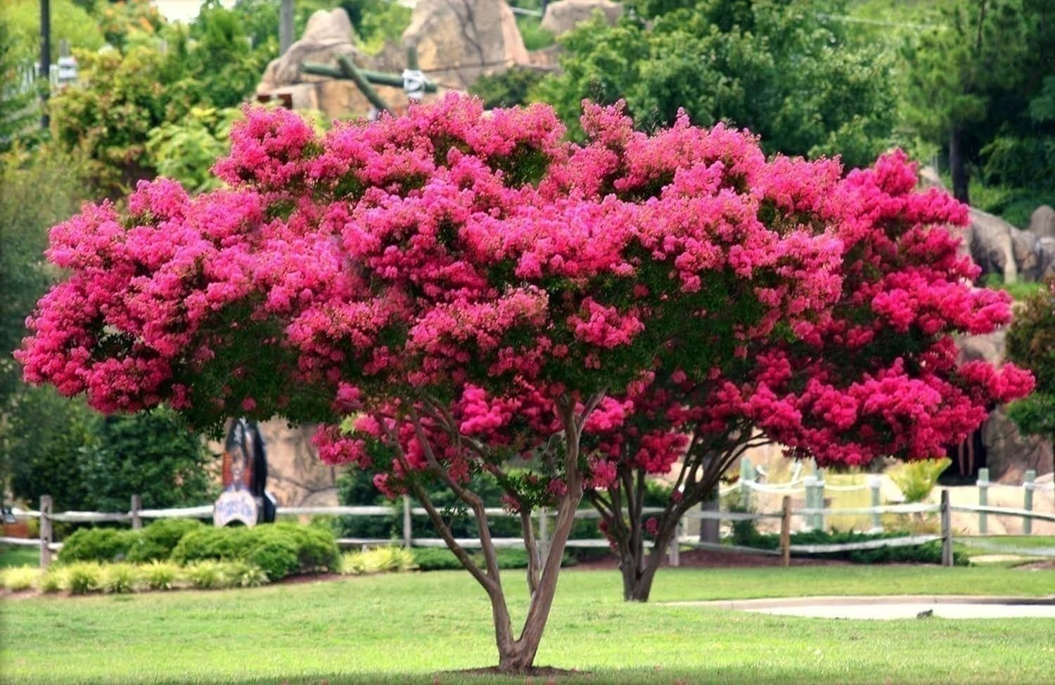 Crape Myrtle Tonto | 3 Gallon | Lagerstroemia indica | Flowering Tree Plant