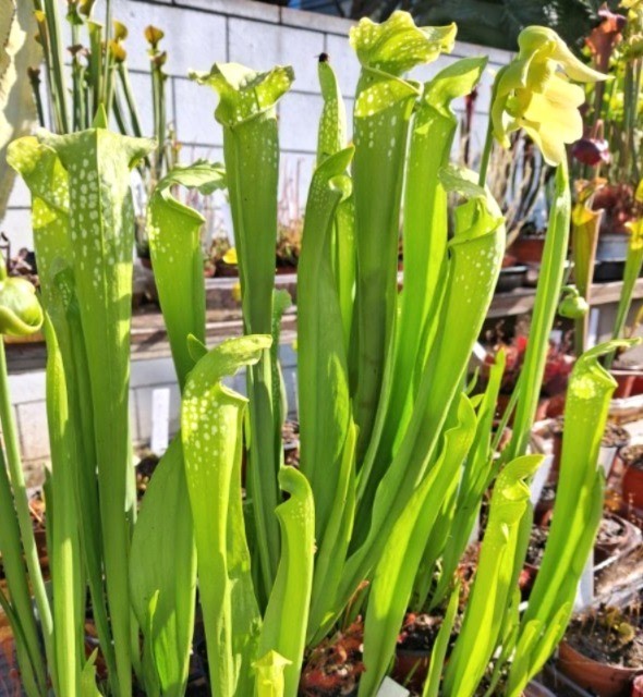 Live Carnivorous Plants – Sarracenia Green Monster (small size)