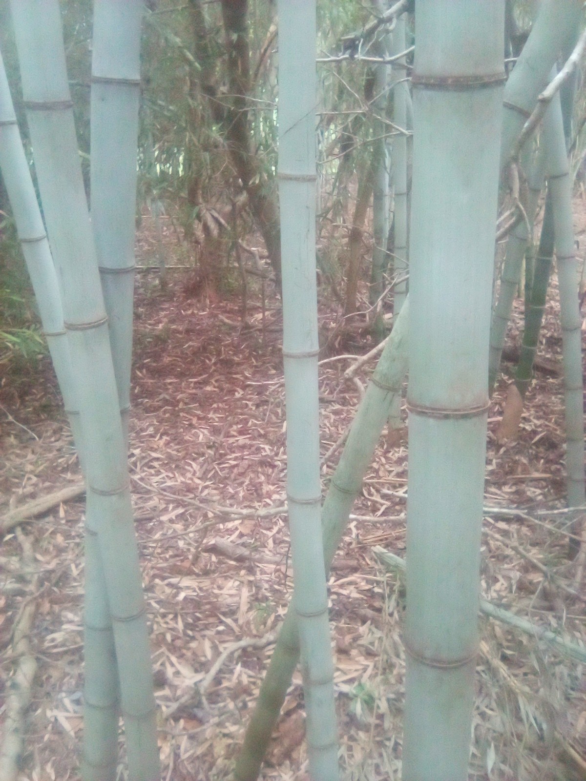 Japanese Hachiku Bamboo Live Plant