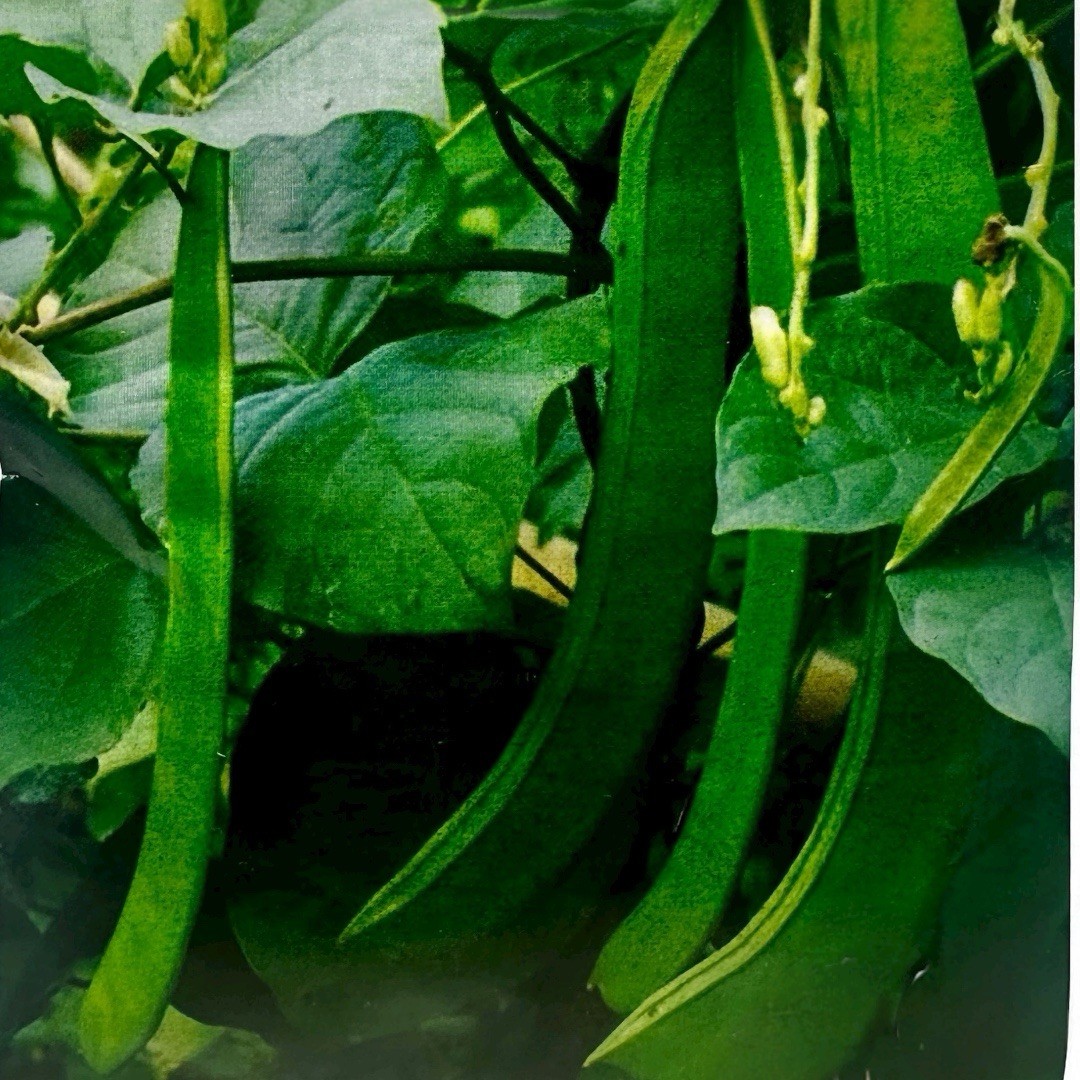 Jack Bean || Sword Bean || Mou Seem 6 Seeds For Planting