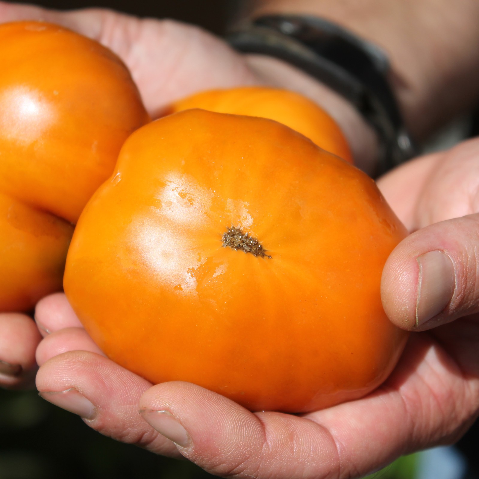 10 seeds Uluru Ochre DWARF Tomato Variety ORGANIC DTP beefsteak
