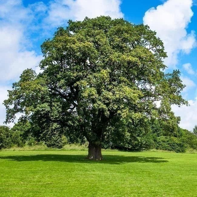 Shumard Oak | 2 Inch | Quercus shumardii | Low Maintenance | Hardy Plant