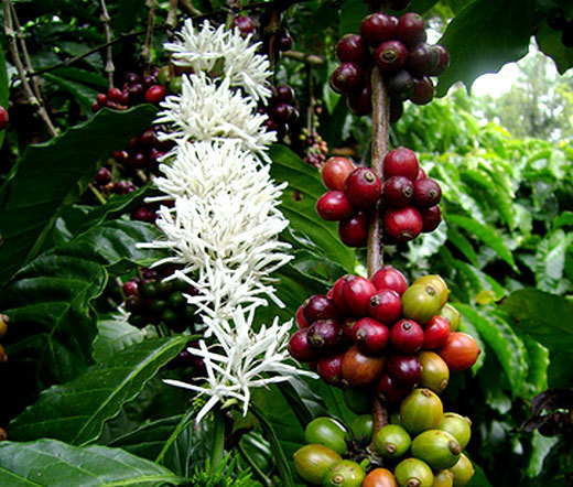 COFFEE ARABIAN Coffea Arabica Nana – 100 Bulk Seeds