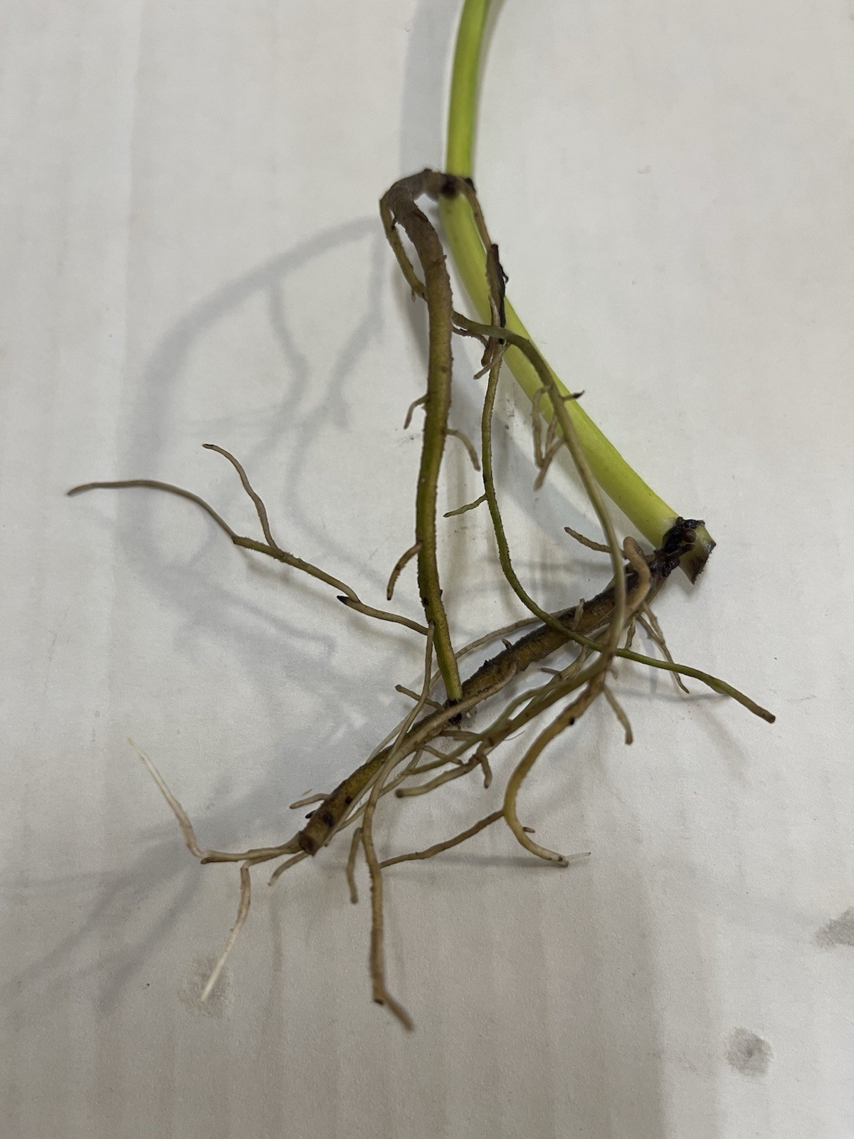 Pothos Indoor Live Plant 7in – 10in Cutting 3PC Well Rooted NO POT Good In Water